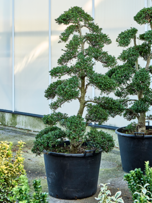 Bonsai