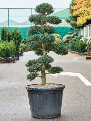 Bonsai (170-200)