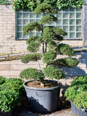 Bonsai