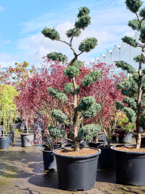 Bonsai