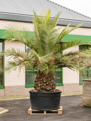 Stem