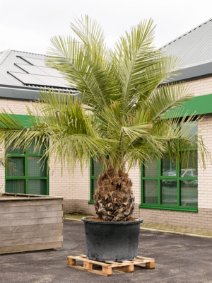 Stem