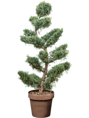 Bonsai