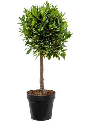 Stem