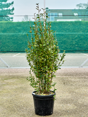 Bush