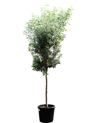 Stem