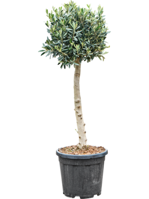 Stem