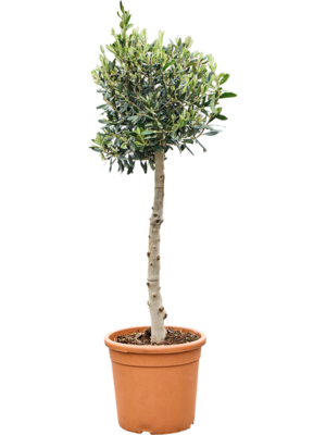 Stem