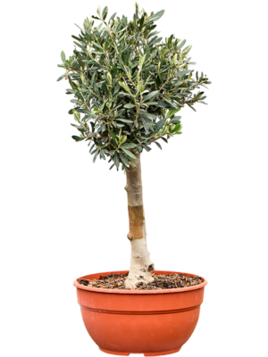 Stem
