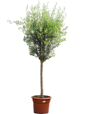 Stem