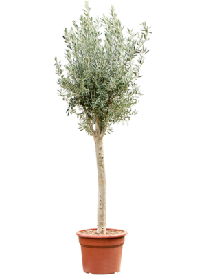 Stem