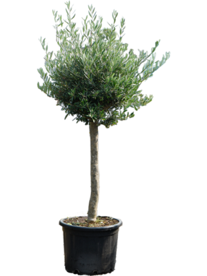 Stem