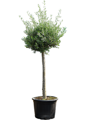 Stem