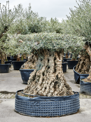 Bonsai