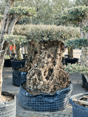 Bonsai