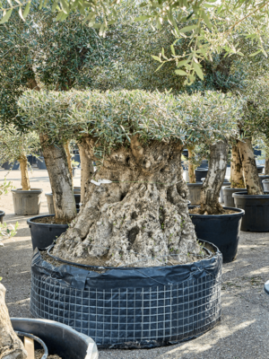 Bonsai