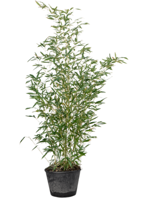 Bush