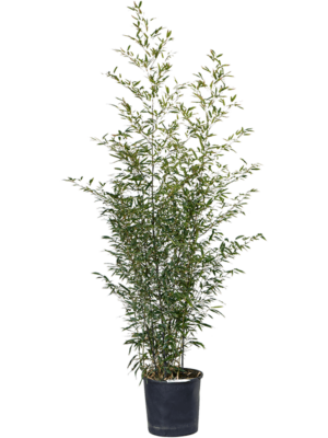 Bush