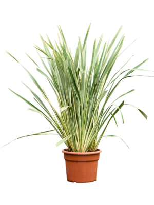 Bush