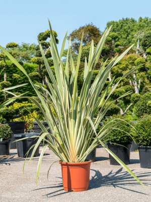 Bush (120-160)