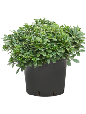 Bush