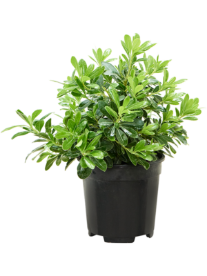 Bush