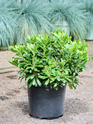Bush