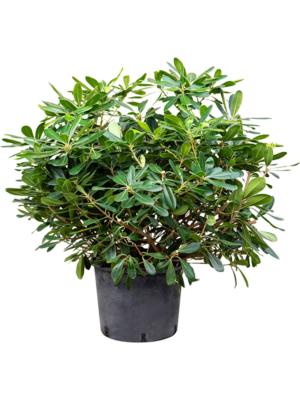 Bush