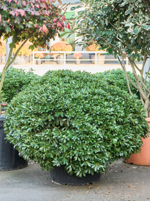 Bush