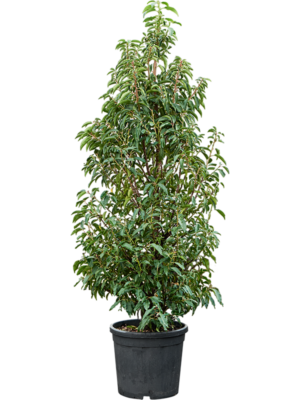 Bush