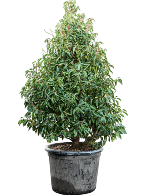 Bush