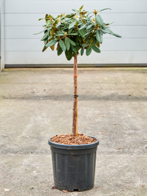 Stem