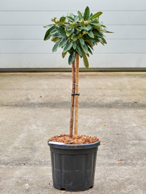 Stem