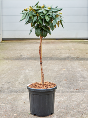 Stem