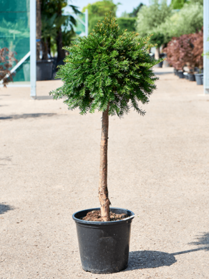 Stem