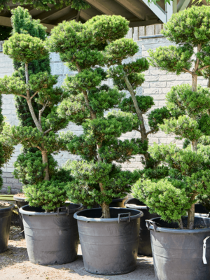 Branched/Multi crowns