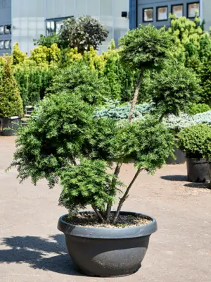 Taxus media 'Hillii' (110-140)