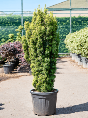 Bush