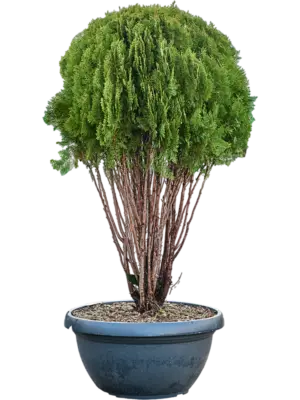 Thuja orientalis 'Pyramidalis Aurea'