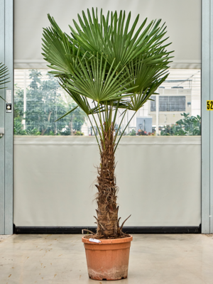 Stem (60-80)