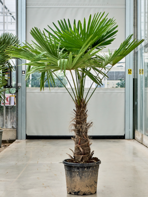 Stem (50-60)