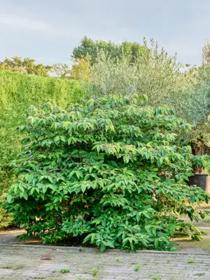 Viburnum plicatum 'Mariesii' (160-200)