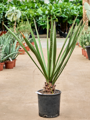 Stem