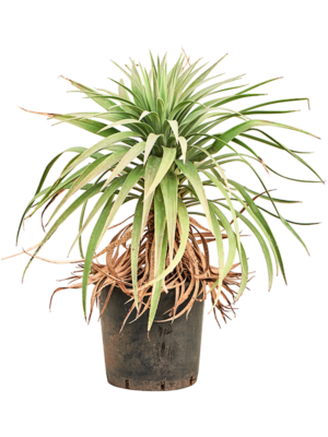 Stem