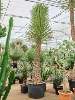 Stem