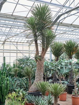 Stem branched