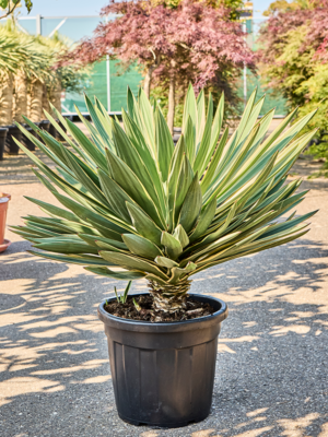 Stem
