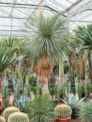Stem