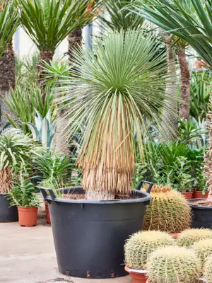 Stem
