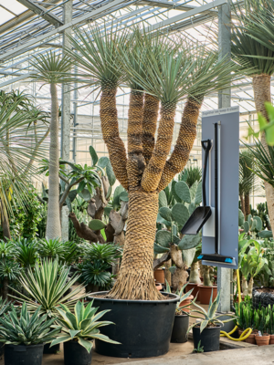 Stem